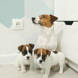 Pui adorabili Jack Russell Terrier- activi , jucăuși, inteligenți 