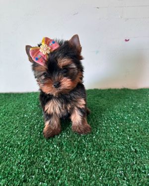 Yorkshire Terrier talie Mini autentică, nu lasă păr, ideal pentru apartament 