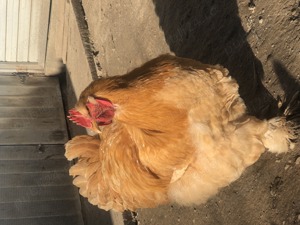 Cocoș cochinchina uriaș - imagine 5 Cocoș cochinchina uriaș - imagine 5