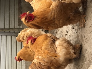 Cocoș cochinchina uriaș - imagine 4 Cocoș cochinchina uriaș - imagine 4