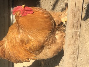 Cocoș cochinchina uriaș