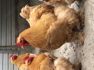 Cocoș cochinchina uriaș - imagine 3 Cocoș cochinchina uriaș - imagine 3