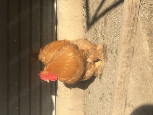 Cocoș cochinchina uriaș - imagine 2 Cocoș cochinchina uriaș - imagine 2