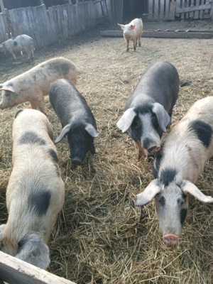 Porci dimensiuni diferite, pret 800 RON   40-50 KG