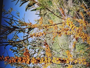 Vand catina bio congelata