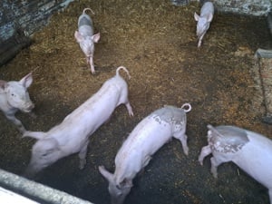 Purcei rasa carne duroc,landrace,iberico