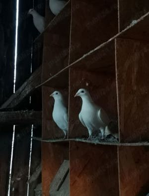 vand porumbei voiajori