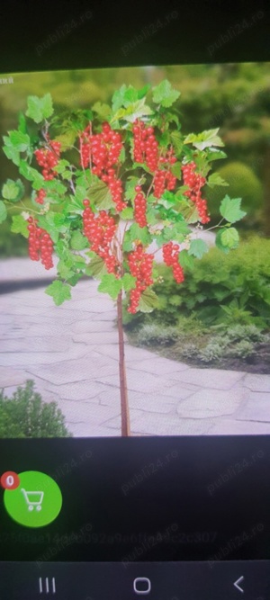 Caut om pentru tuns pomișor coacăz și pomisor agriș