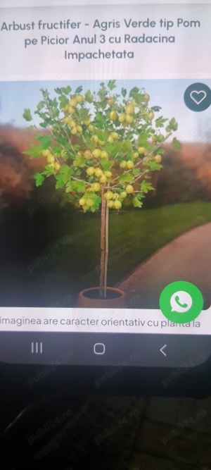 Caut om pentru tuns pomișor coacăz și pomisor agriș - imagine 2