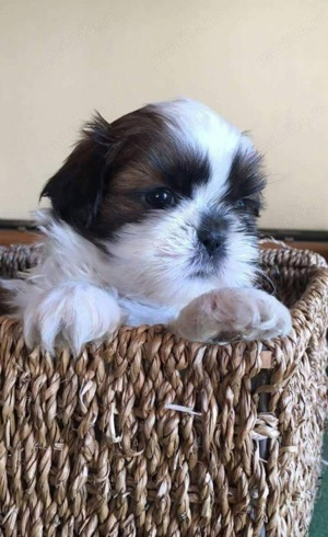 Shih tzu     - imagine 3