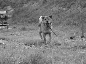 Transferul imaginilor de pe pelicula  film (negativ) Matteo Medias P.Sandor nr4 - imagine 3