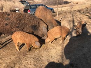 Purcei Mangalita scrofite gestante 