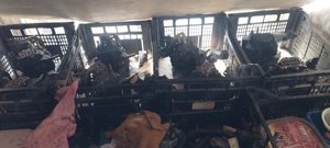 pompe de inalta de ford - imagine 3