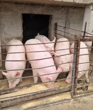 Porci de carne crescuti natural ofer transport 