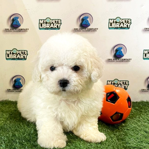 Ofertă unică! Căței Caniche.  Cadoul ideal !