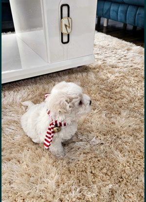 Barboncino mini Toy disponibili fete și băieți  - imagine 3