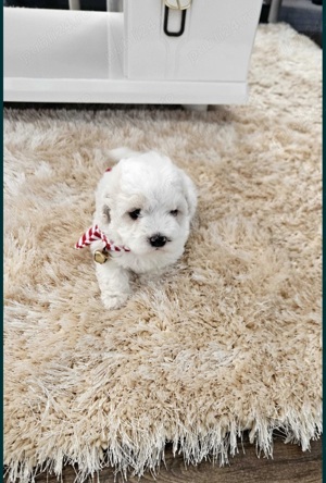 Barboncino mini Toy disponibili fete și băieți  - imagine 4