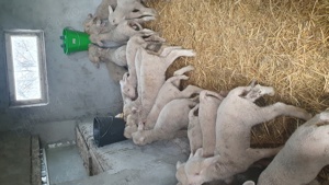 Berbecuti din rasa Merinos - imagine 2 Berbecuti din rasa Merinos - imagine 2