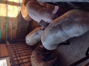 Porci marele alb 