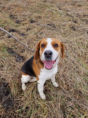 Beagle 1 an si 2 luni,  mascul - imagine 3 Beagle 1 an si 2 luni,  mascul - imagine 3