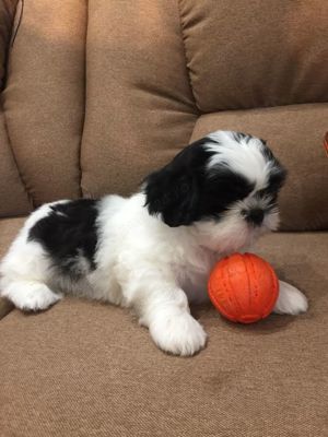 Shih-Tzu din parinti cu pedigree, arbitrati in concurs, talie toy autentica