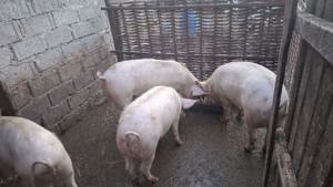 Porci de vânzare 