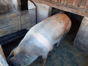 De vanzare purcea duroc  - imagine 4