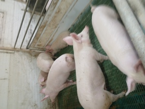 Vând purcei și porci de tăiat 