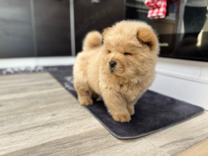 Chow chow rasa pura