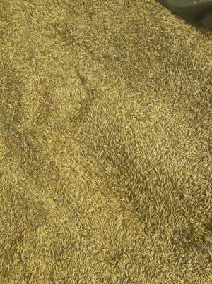 ovăz de vânzare super calitate.  - imagine 2