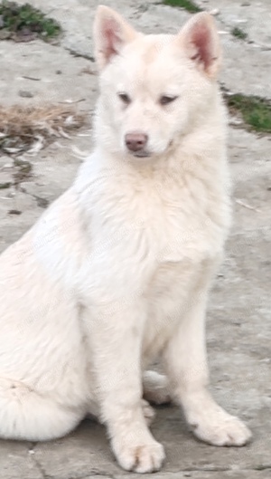 Vand husky siberian Alba 