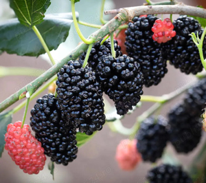 Dud negru si alb ianul 2 n ghiveci