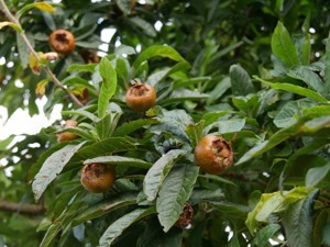 Mosmon anul 2 in ghiveci fructe exotice aclimatizat in Romania