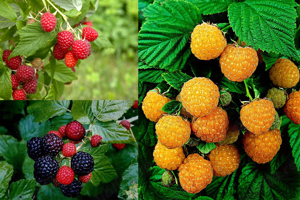 Zmeur in ghiveci anul 2 rosu galben negru