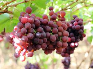 Vita de vie rosie fara samburi in ghiveci