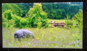 Samsung 4K QLED Q6F 123 cm - imagine 2