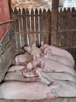 Vând porci 50-140kg rasă landras cu pic  - imagine 3