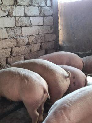 Vând porci 50-170kg Pic cu Landras asigur transport 