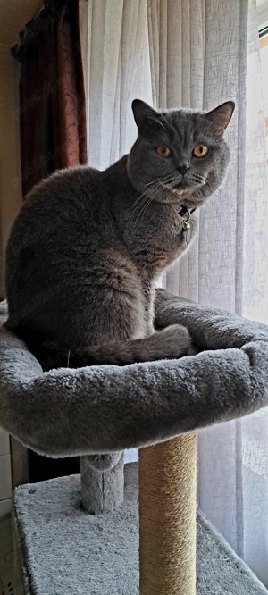 British shorthair blue  - imagine 5