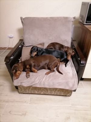 Mascul teckel ciocolatiu  - imagine 2