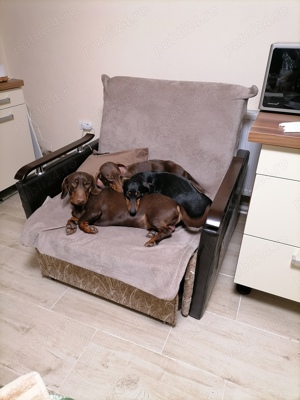 Mascul teckel ciocolatiu  - imagine 5