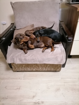 Mascul teckel ciocolatiu  - imagine 4