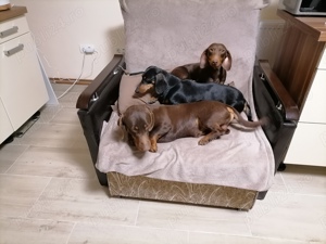 Mascul teckel ciocolatiu  - imagine 3