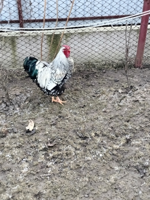 Wyandotte argintiu cocoș 