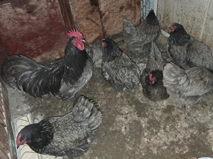 Preiau comenzi pentru oua de incubatie si pui din rasele australorp si plymuth rock barat . - imagine 4