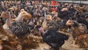  pui rasa mixta  Kabir, vacinati deparazitati: Ac - imagine 2