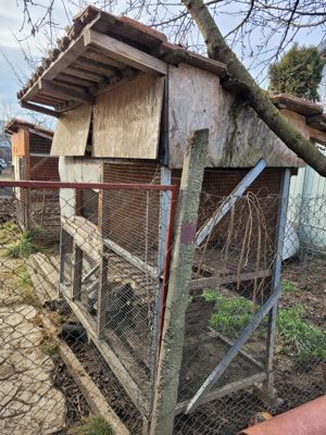 Cotet cu tarc gaini sau pui de carne  - imagine 2