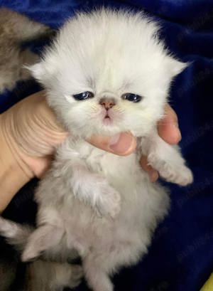 Persane chinchilla - imagine 2