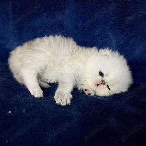 Persane chinchilla - imagine 4