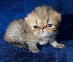 Persane chinchilla - imagine 3